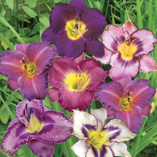 Purple & White Daylily Blend Thumbnail